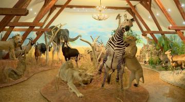Természet és vadvilág - diráma kiállítás és természetismereti centrum, Vásárosnamény